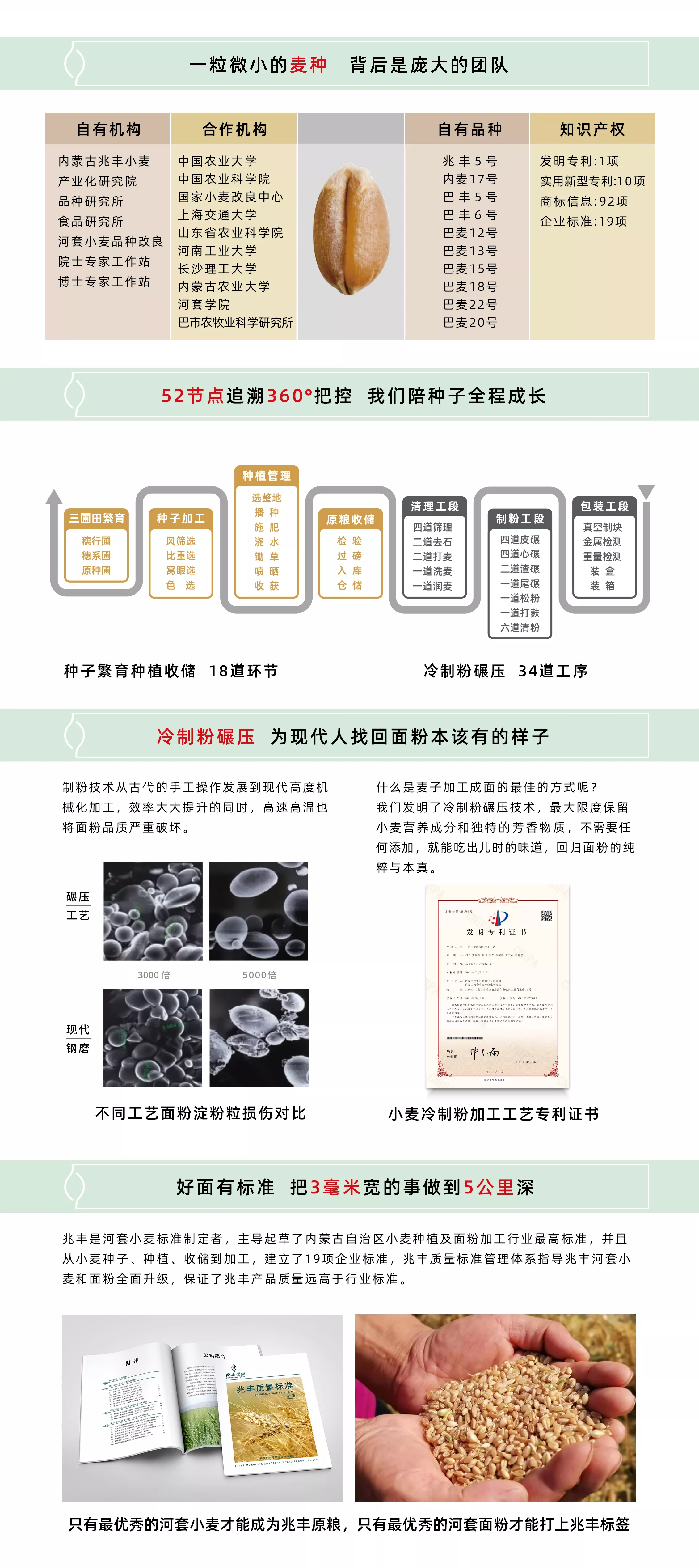河套小麦 小麦品种 河套面粉 最好的面粉